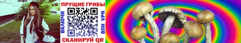 купить закладку  Камбарка  Псилоцибиновые грибы Psilocybine cubensis 